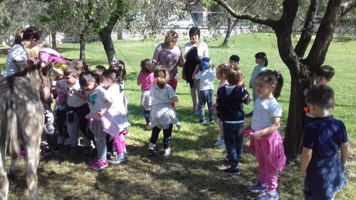 asinello 3