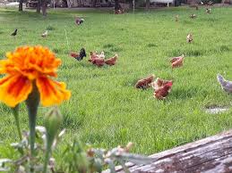 galline