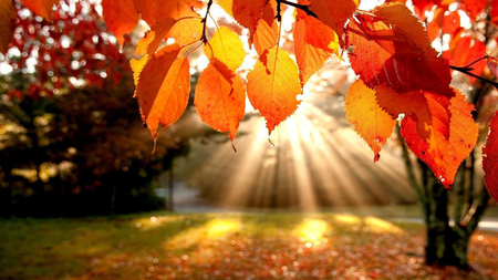 I colori dellautunno