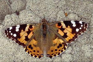 300px-Vanessa cardui1