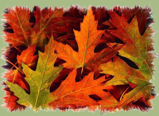autunno6520torno2