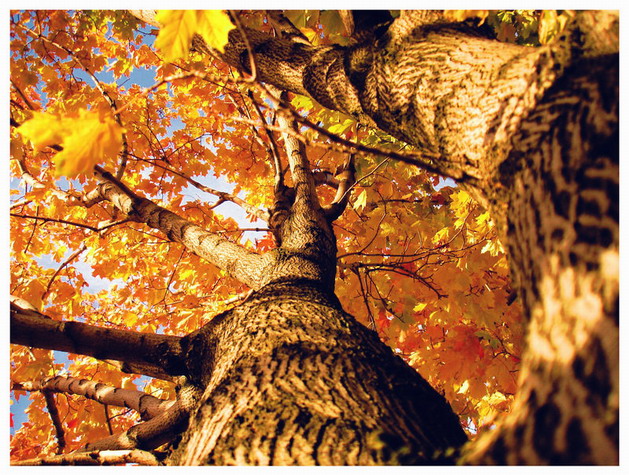autunno-06