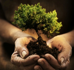 albero-int